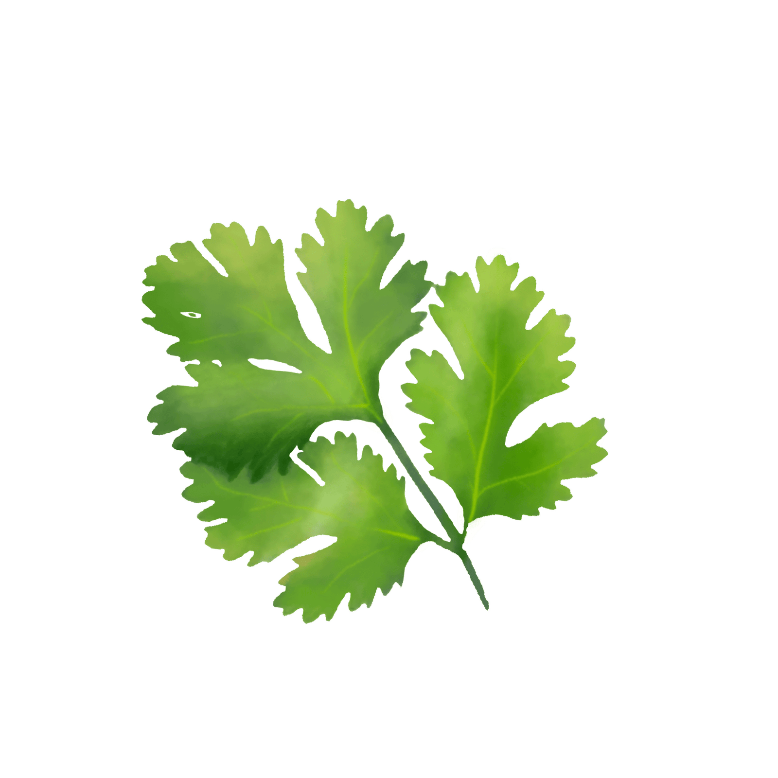 About —pngtree—fresh coriander coriander leaf png 5445285